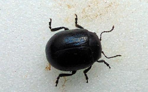 Réf. 181 814 : Chrysolina haemoptera